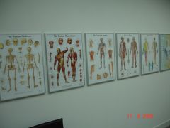 Anatomie - het menselijk lichaam